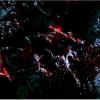 legion_166